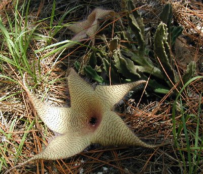 Stapelia, also known as the carrion flower