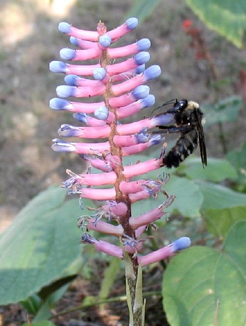 Bromeliad with bumblebee