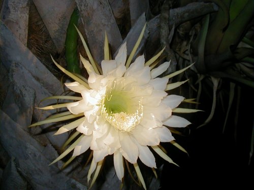 Night Bloomin Cactus