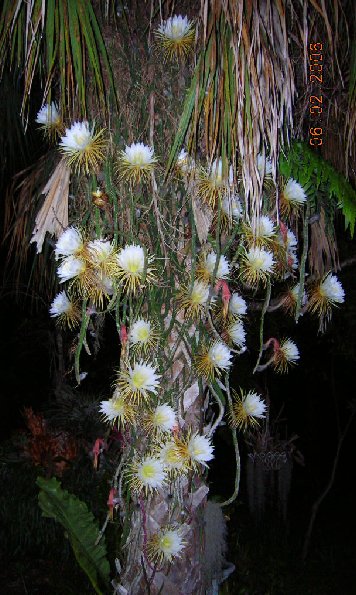 gymnocalycium winterhart Gymnocalycium Mihanovichii Variegata (Kaktus) – Foliage Dreams main image 0