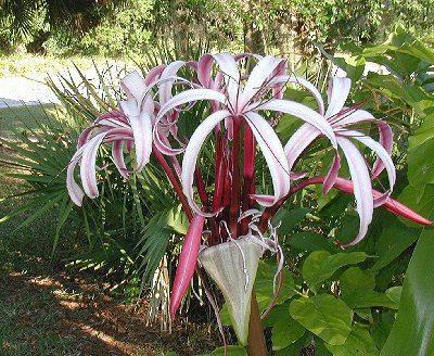 A Crinum Lily Shows off in April