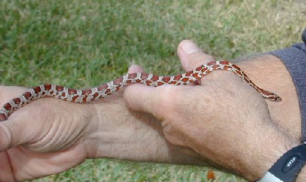 small corn snake, one of the many varieties of non pois