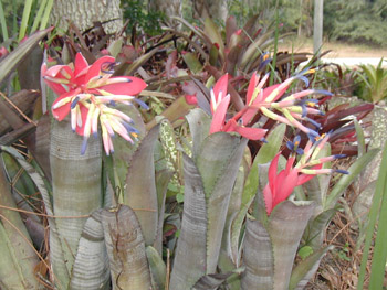 Bromeliad Billbergia