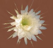 Queen of the Night