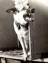 Guard Dog "Pete"
