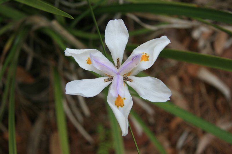 African Iris