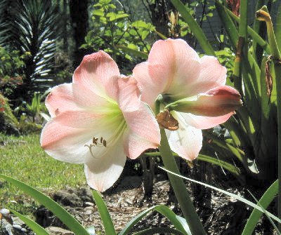Spring's  Amaryllis