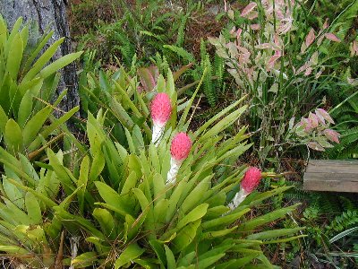Bromeliad