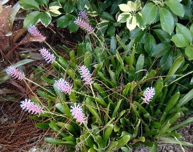 Bromeliad Aechmea gamosepala