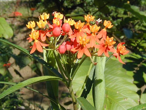 Scarlet milkweed and green wasps