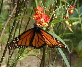 A Monarch returns home
