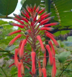 Aloe Variegata