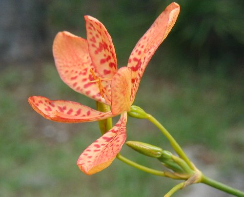 Lily