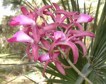 orchid