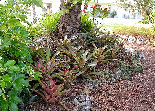 Fingernail Bromeliads