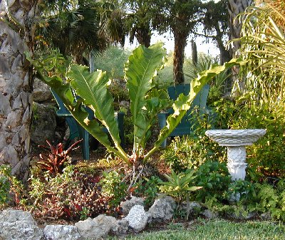 Antherium brought from Miami