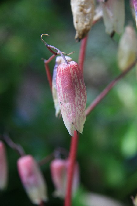Kalanchoe