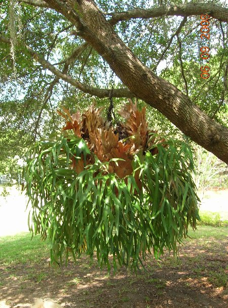 Staghorn