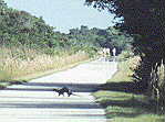 An otter lopes across the Shark Valley bicycle trail